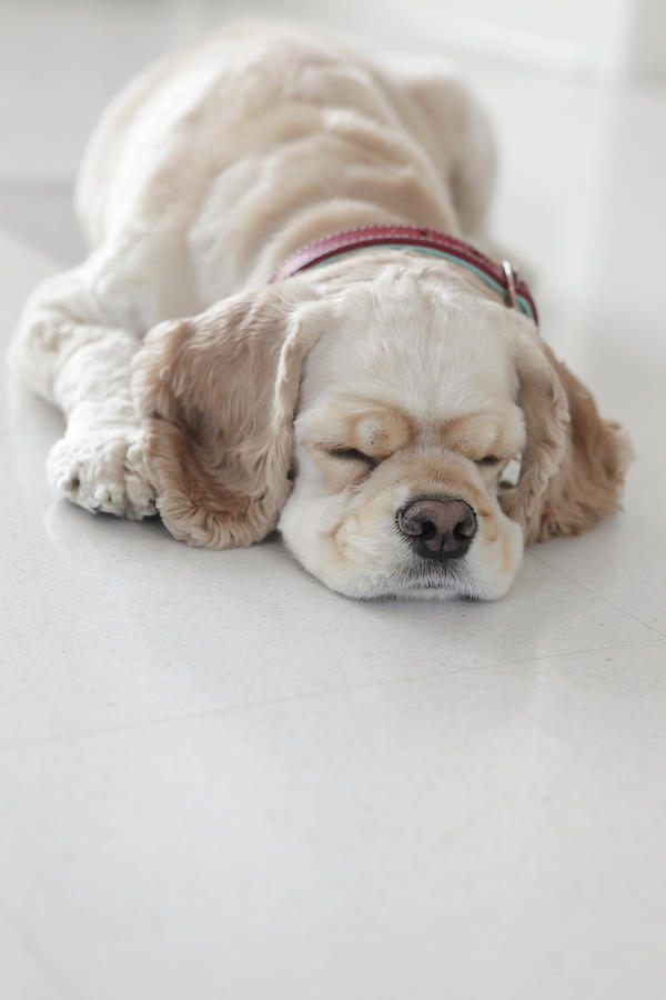 Cocker Spaniel Dog Sleeping Photograph by Tricia Shay Photography