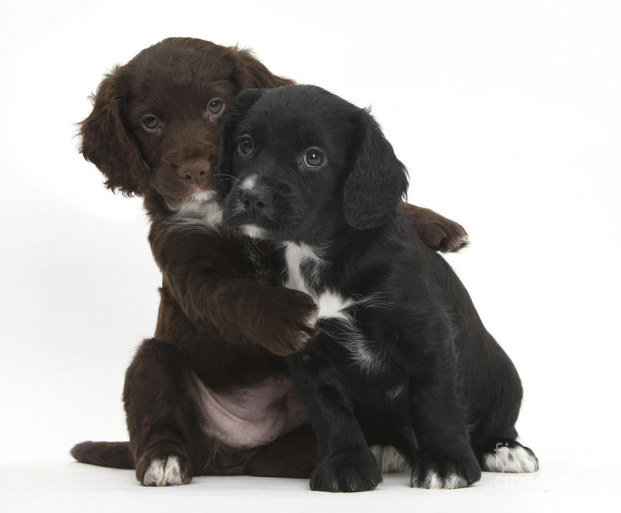 Cocker Spaniel Puppies Photograph by Mark Taylor