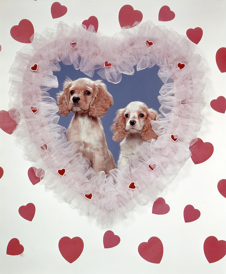 Animal Photograph - Cocker Spaniels Love Hearts Couple by Vintage Images
