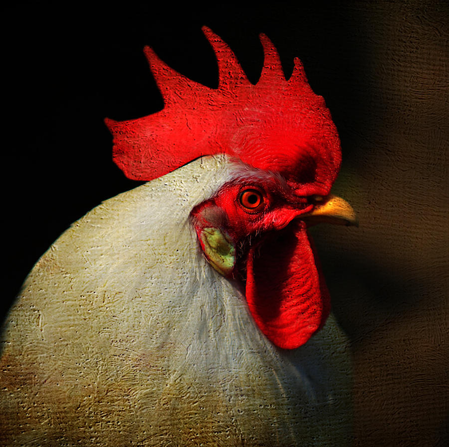 Cockerel Photograph by Jenny Rainbow