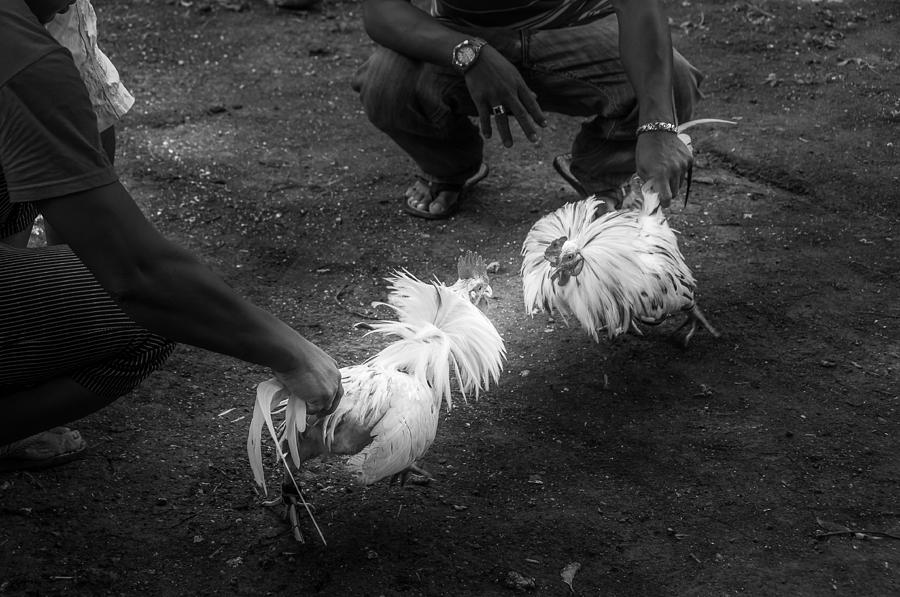 Cockfight In The Philippines Photograph