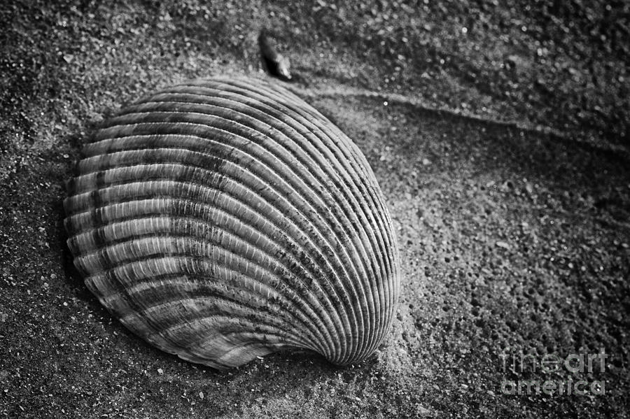 Shell Photograph - Cockle Shell at Botany Bay by Carrie Cranwill