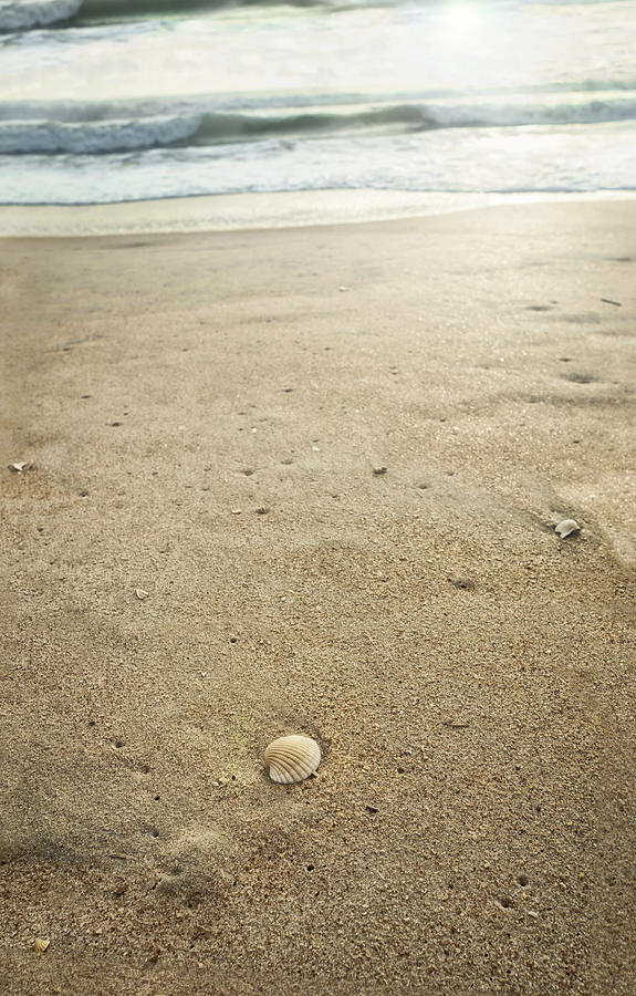 Cockle Shell on Florida Beach Photograph by Marianne Campolongo