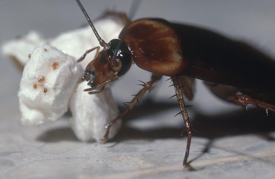 Cockroach Eating Popcorn Photograph by FREDERICK R McCONNAUGHEY