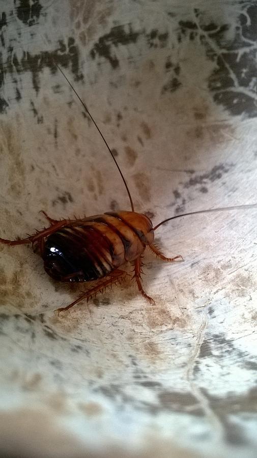 Cockroach In A Coconut Photograph By Hannah Mathewson 