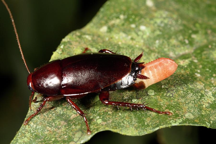 Cockroach Laying Eggs Photograph By Dr Morley Readscience Photo Library