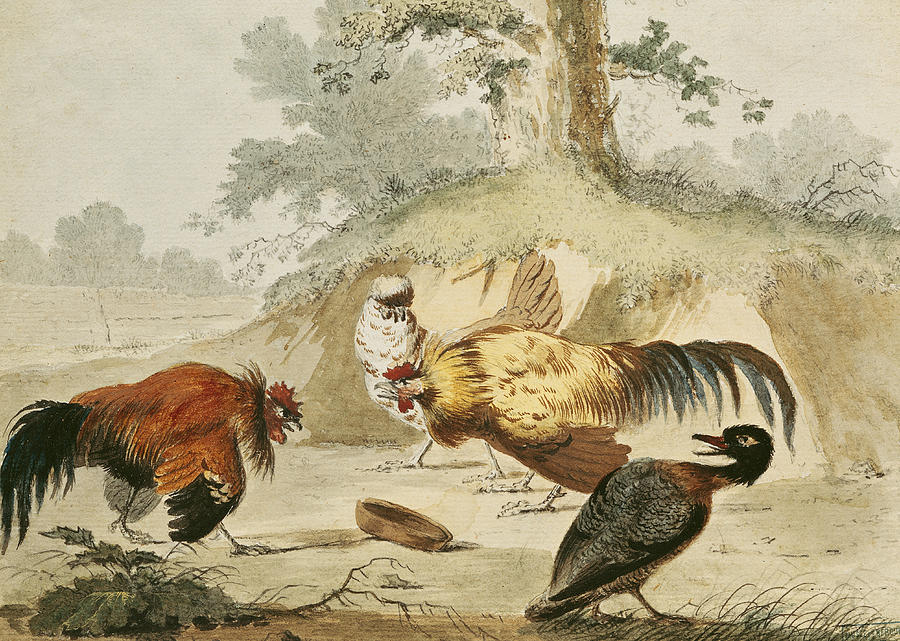 Rooster Drawing - Cocks Fighting by Melchior de Hondecoeter