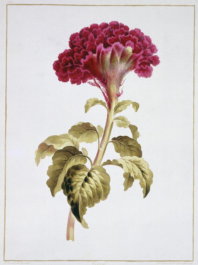 Cockscombs Celosia Sp Photograph by Natural History Museum, London/science Photo Library