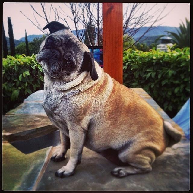 Pug Photograph - Coco Doing Her Thing. #pug by Tristan Thames