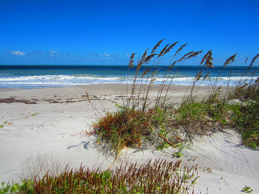 Cocoa Beach Fl Sea Oats Photograph by Gregory Crawford