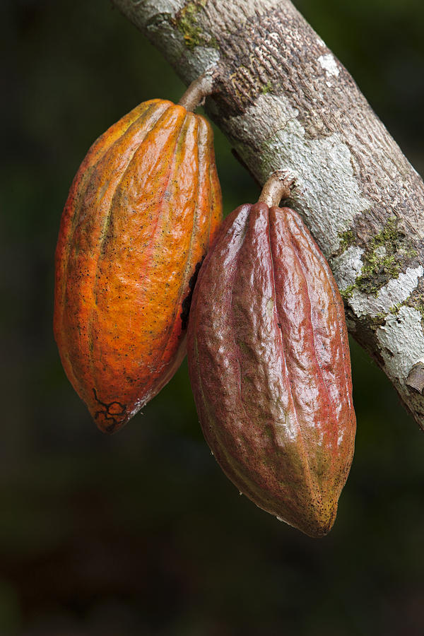 Cocoa Fruit Brazil Photograph by Ingo Arndt