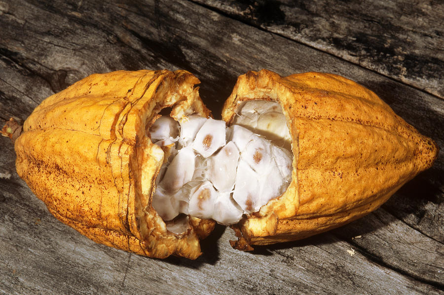 Cocoa Fruit Photograph by Newman & Flowers