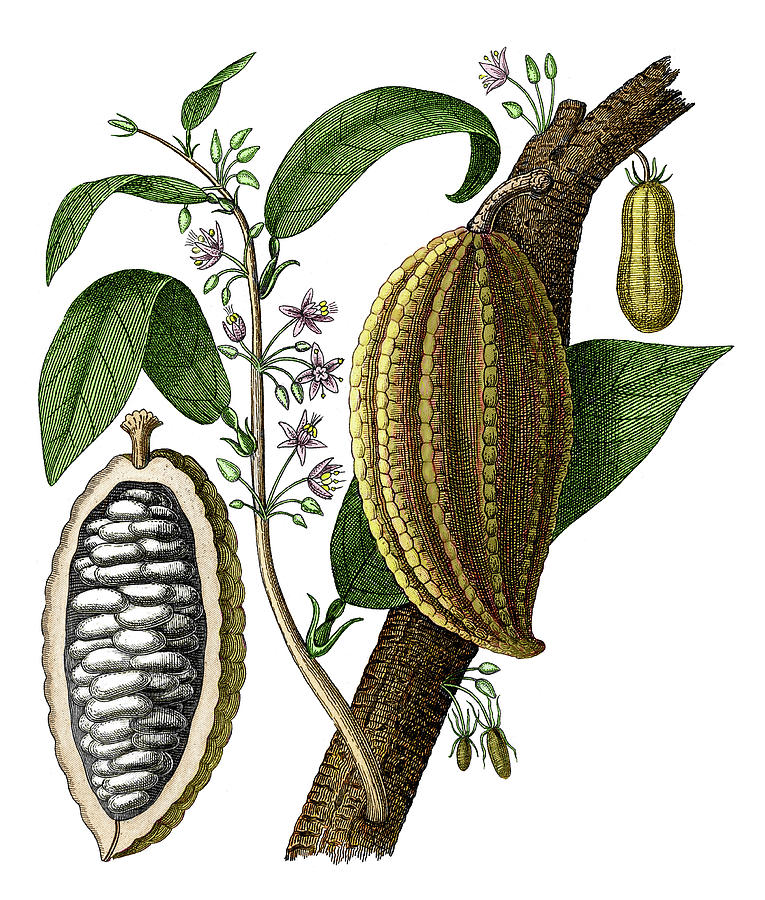 Nature Photograph - Cocoa Fruit by Sheila Terry/science Photo Library