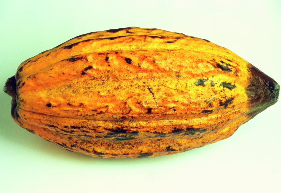 Nature Photograph - Cocoa Fruit by Th Foto-werbung/science Photo Library