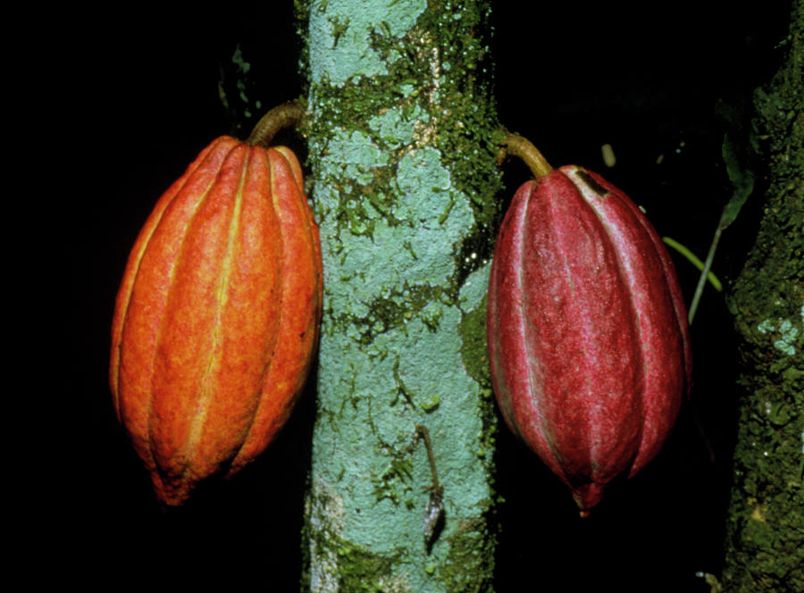 Nature Photograph - Cocoa Pods Growing On Tree by Dr Morley Read/science Photo Library