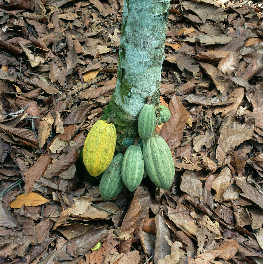 Fruit Photograph - Cocoa Pods by Mark De Fraeye/science Photo Library