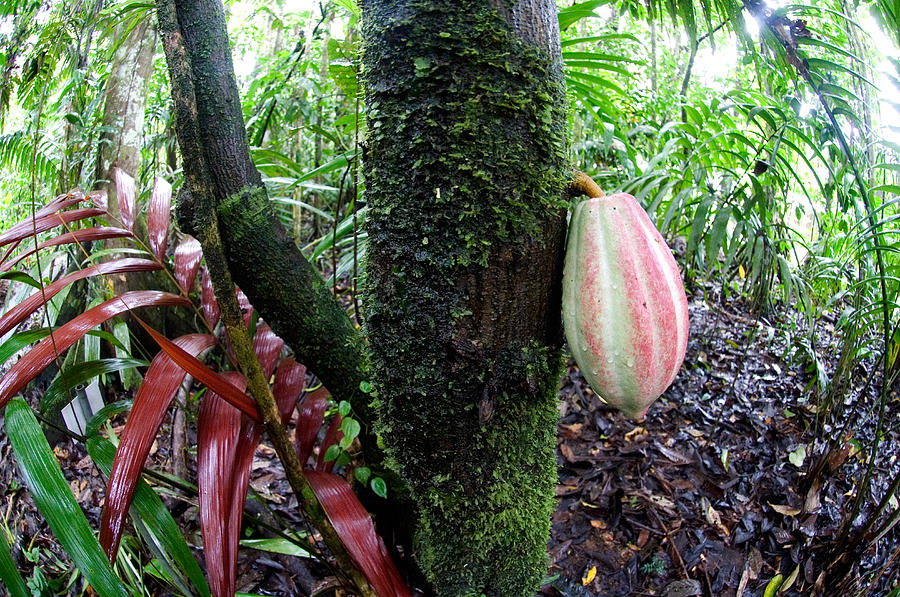 Cocoa Tree In A Rainforest, Costa Rica Photograph by Panoramic Images