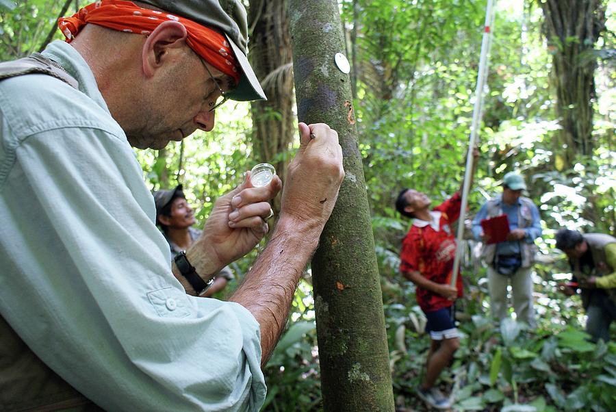 Jungle Photograph - Cocoa Tree Pathogen Research by Agricultural Research Service/us Department Of Agriculture