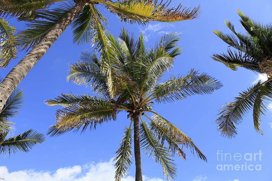 Cocoanut Palm Trees Sky Background Photograph by Lee Serenethos