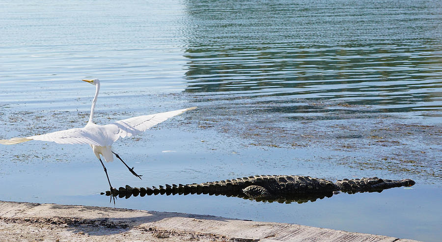 Crocodile Photograph - Crocodile In Cancun by Hans Heinz