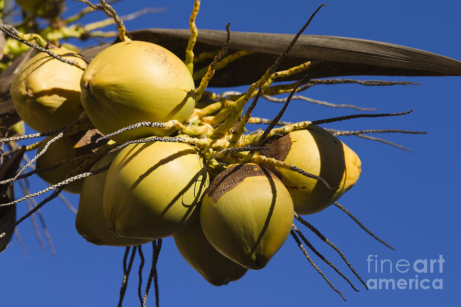 Coconut 1 Photograph by Teresa Zieba