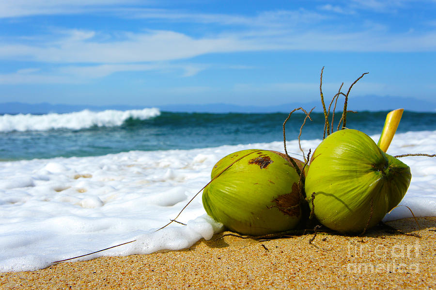 Coconut Photograph - Coconut by Aged Pixel