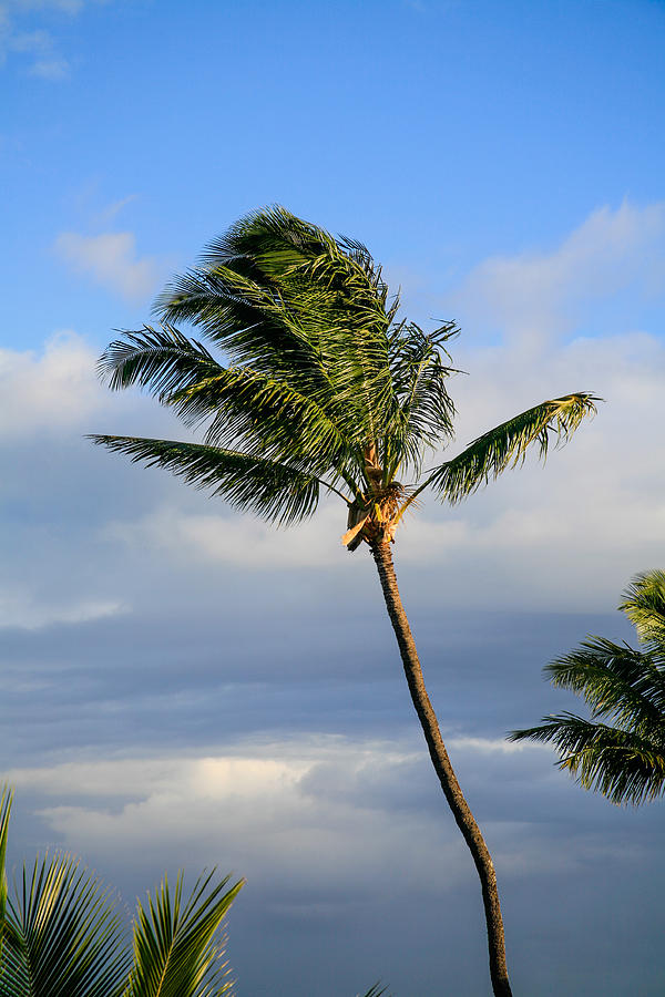 Coconut Breeze Photograph by Paul Moore - Fine Art America