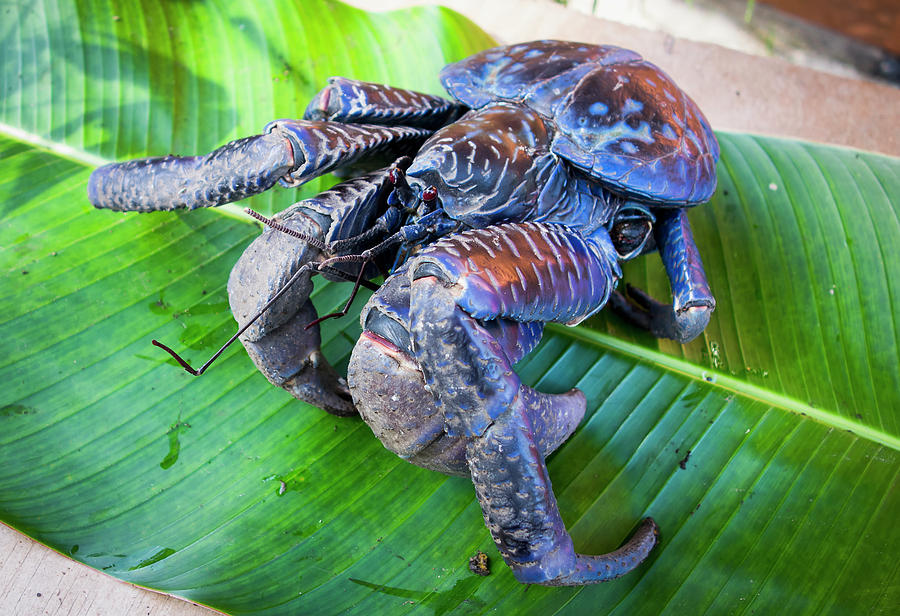 Coconut Crab Birgus Latro Vanuatu Photograph by David Kirkland - Pixels