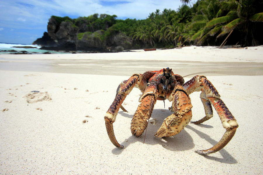 Coconut Crab, Christmas Island Photograph by Inger Vandyke - Pixels