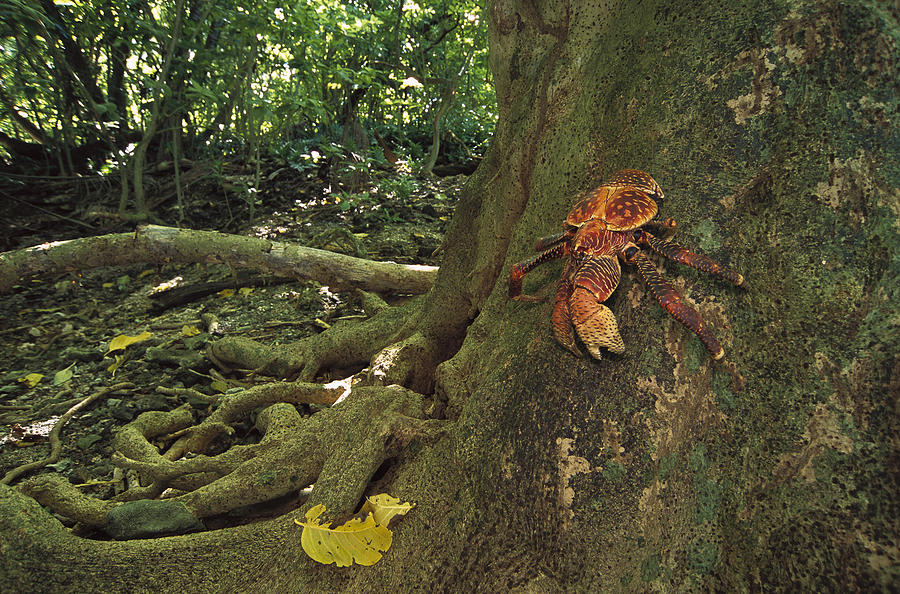 Coconut Crab Scaling A Grand Photograph by Tui De Roy