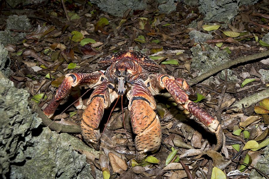 Coconut Crab With Red Brown Morphotype Photograph by Tony Camacho ...