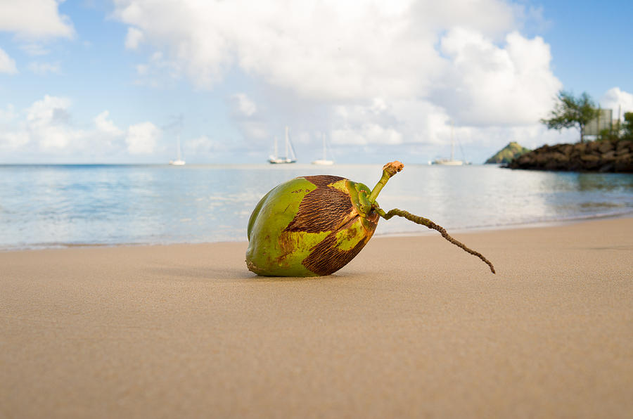 Paradise Photograph - Coconut by Ferry Zievinger