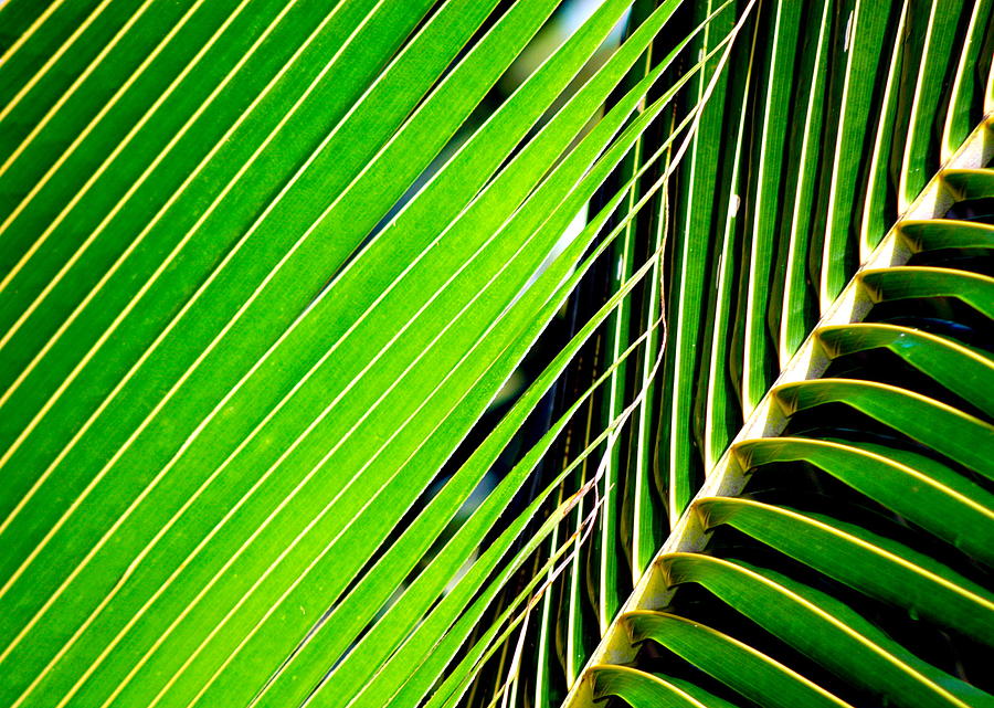 Coconut Fronds Photograph by Lehua Pekelo-Stearns