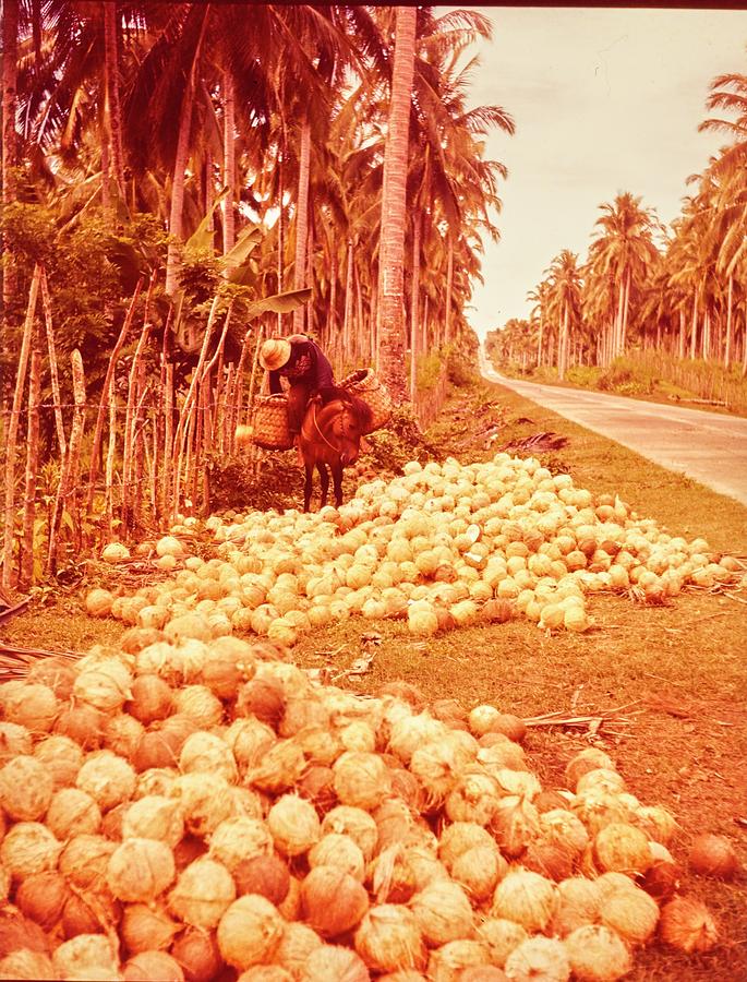 Coconut Harvest Beside Main Highway Photograph by Nick De Morgoli
