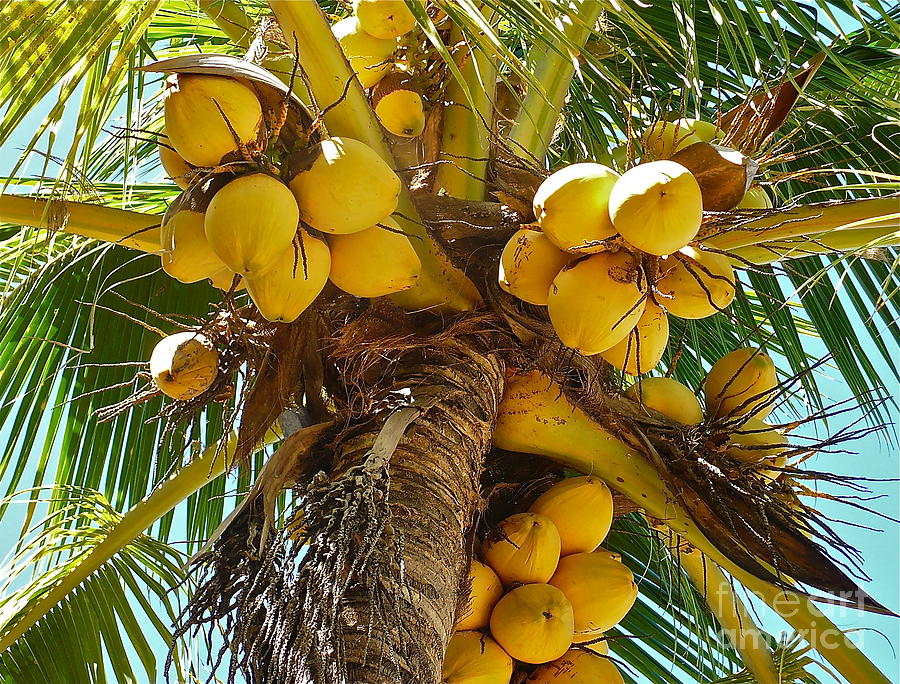 Coconut Heaven Photograph by Linda Bianic