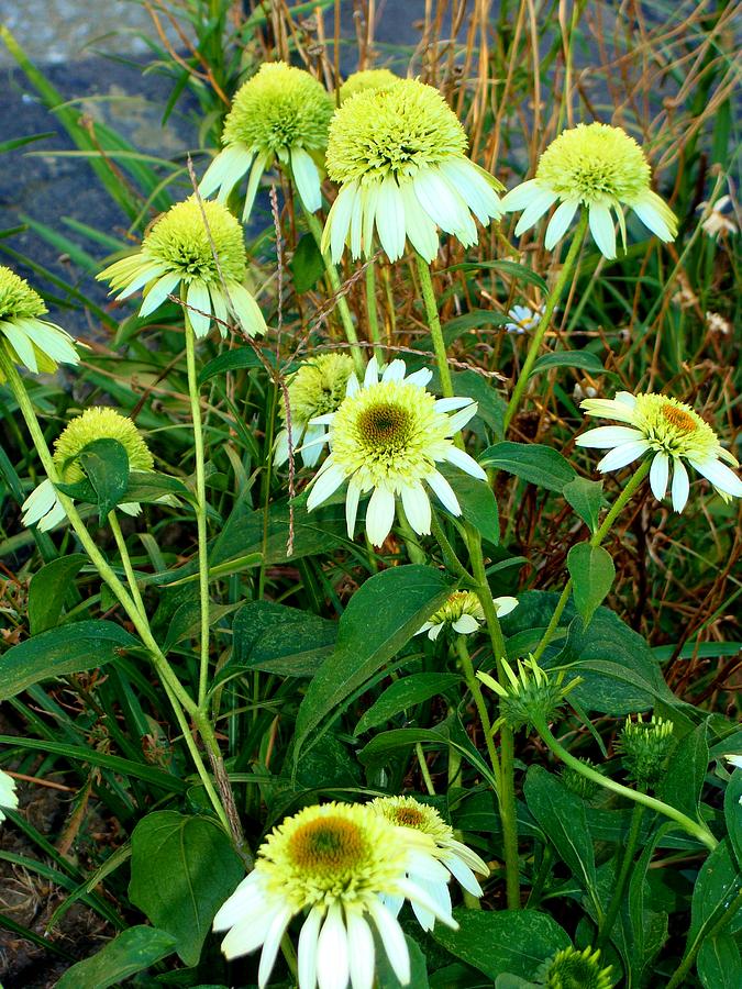 Coconut Lime Coneflower Photograph by Anthony Seeker