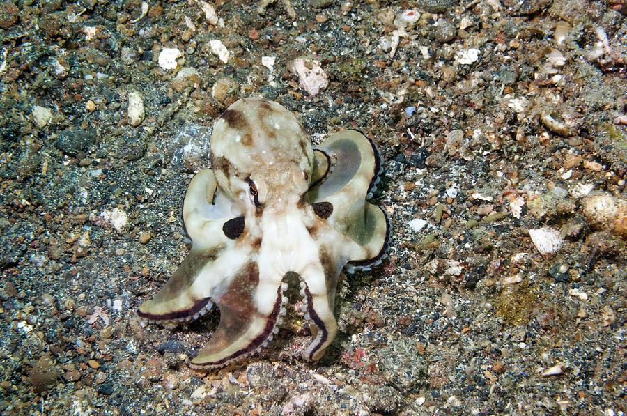 Coconut Octopus Photograph by Georgette Douwma