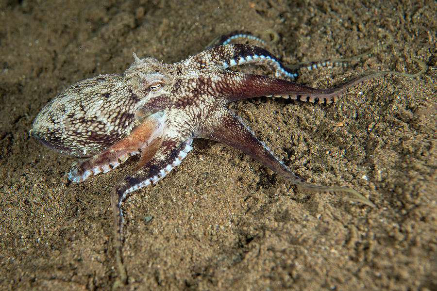 coconut octopus