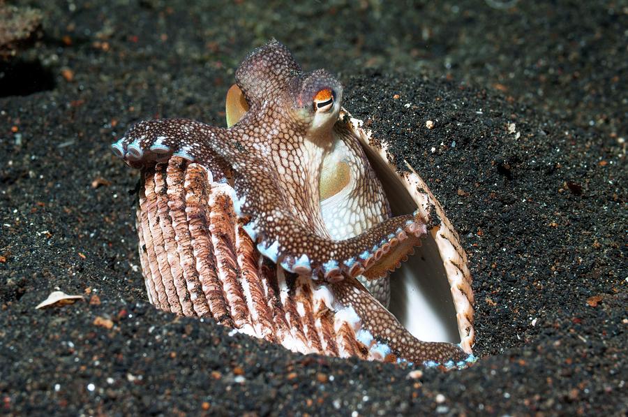 Coconut Octopus Sheltering In A Shell Photograph by Georgette Douwma ...