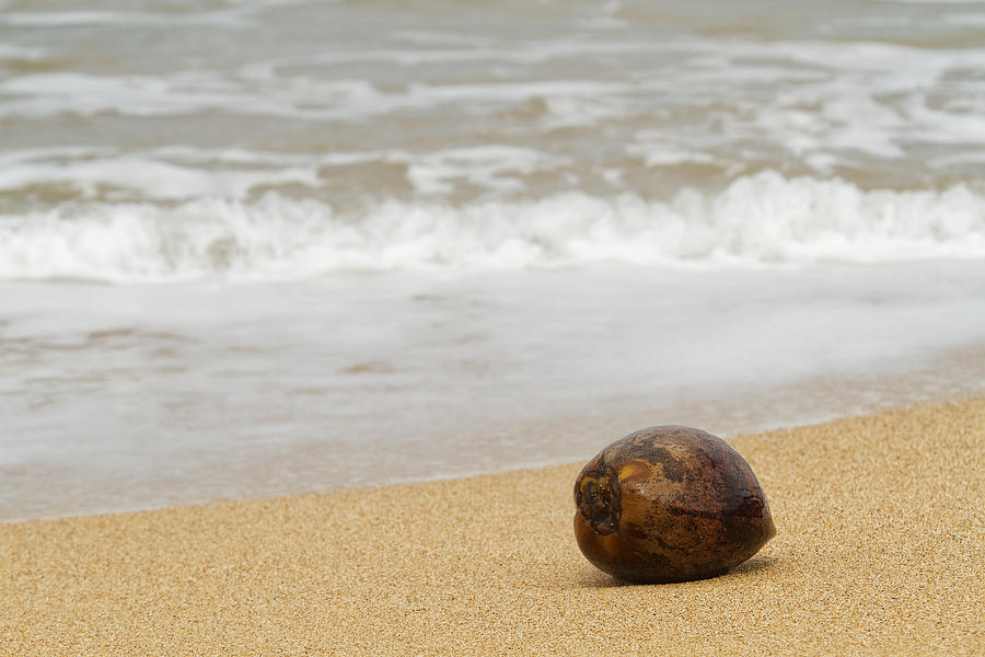 Coconut on the Beach - Kilauea - Kauai - Hawaii Photograph by Belinda Greb