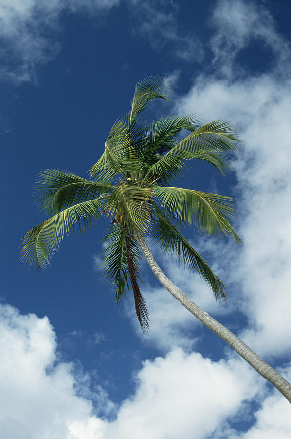 Coconut Palm Against Blue Sky Photograph by Konrad Wothe
