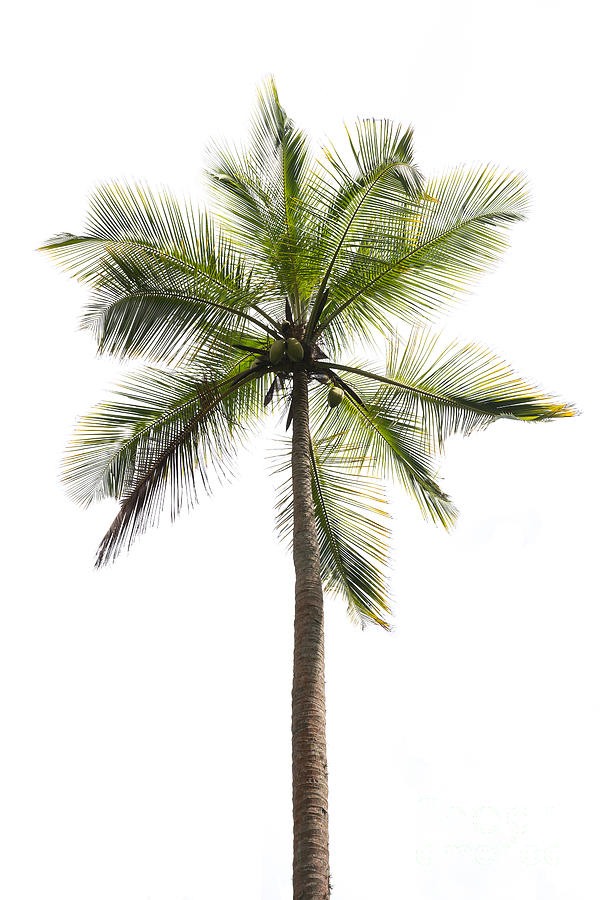 Coconut Palm Photograph