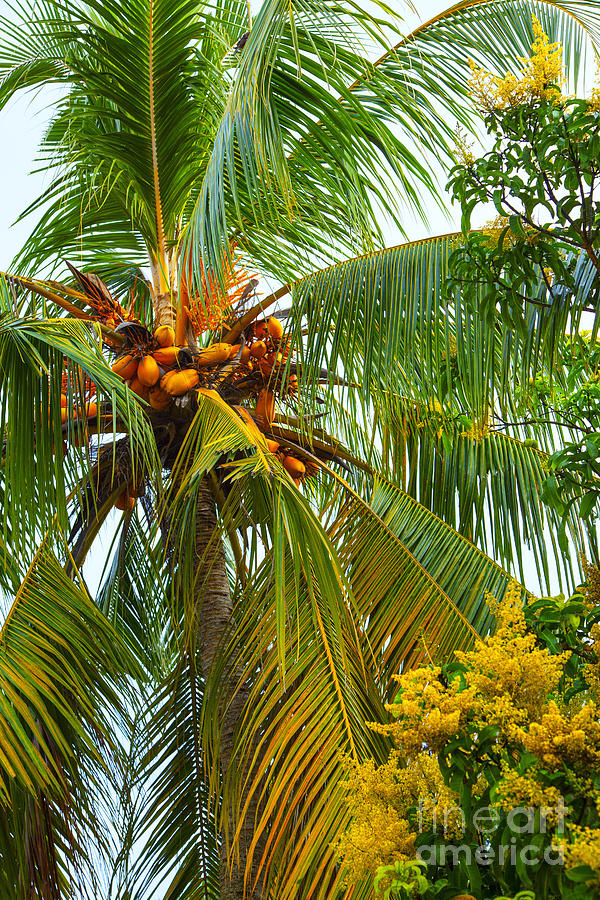 Coconut Palm In Tropical Garden Photograph by Gina Koch