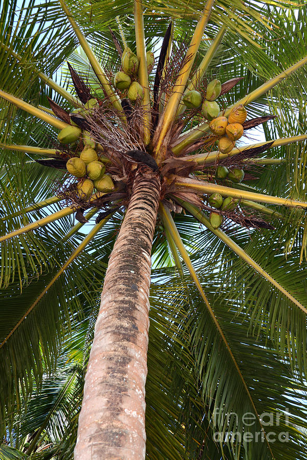 Coconut palm Photograph by James Brunker