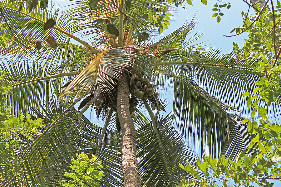 Coconut palm Photograph by Tony Murtagh