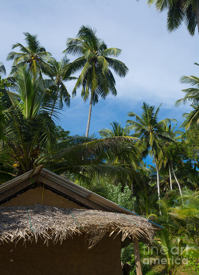 Coconut Palm Tree Garden Photograph