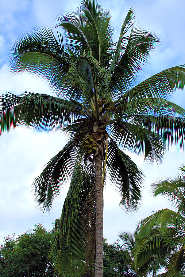 Nature Photograph - Coconut Palm Tree by Karon Melillo DeVega
