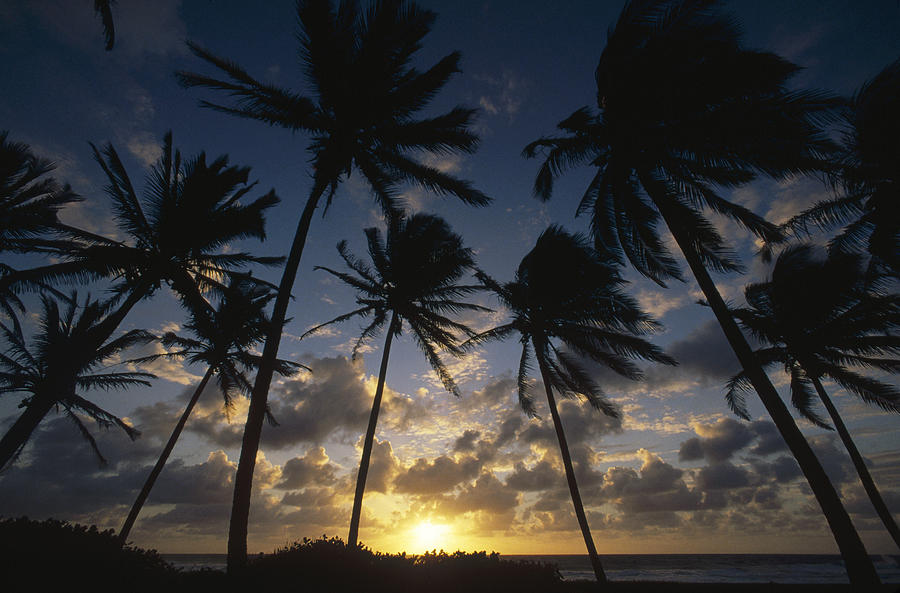 Coconut Palm Trees At Sunrise St Photograph by Gerry Ellis