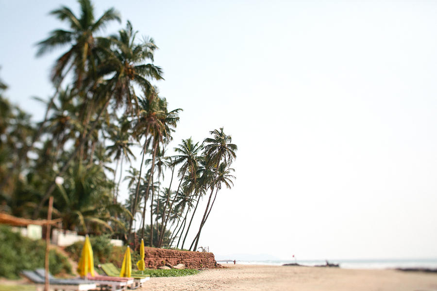 Coconut palm trees on Palolem beach, Goa, India Photograph by Matilda Delves