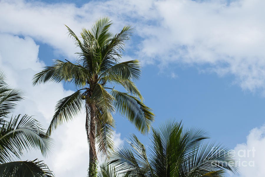Nature Photograph - Coconut palm trees with blue sky background by Jc Cha